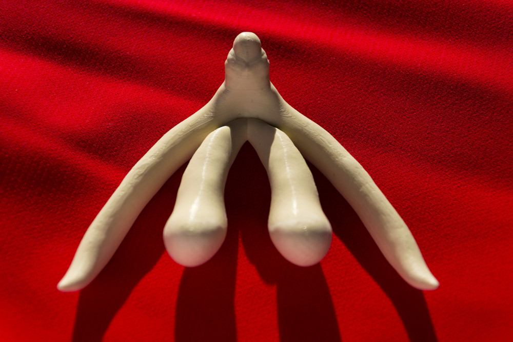  Un modello di clitoride. La punta è la parte esterna che tutti possiamo vedere.