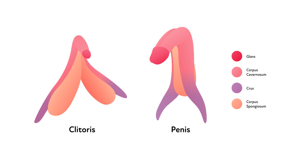 The clitoris can actually be compared to the penis quite well.