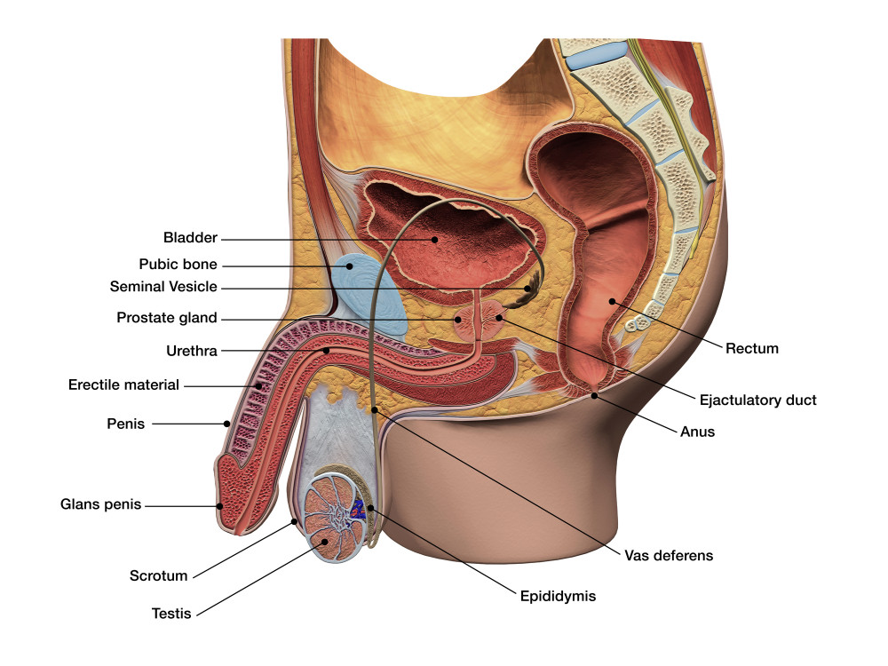 Understanding Penises